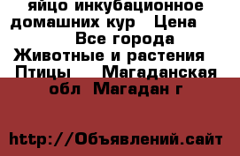 яйцо инкубационное домашних кур › Цена ­ 25 - Все города Животные и растения » Птицы   . Магаданская обл.,Магадан г.